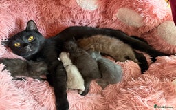 British Shorthair cats for sale: Cat with 6 kittens  - Image 1