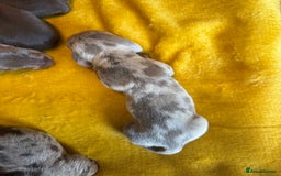 Miniature Dachshund dogs for sale: ❤️🐶 Miniature dachshund puppies 🐶❤️ - Image 6