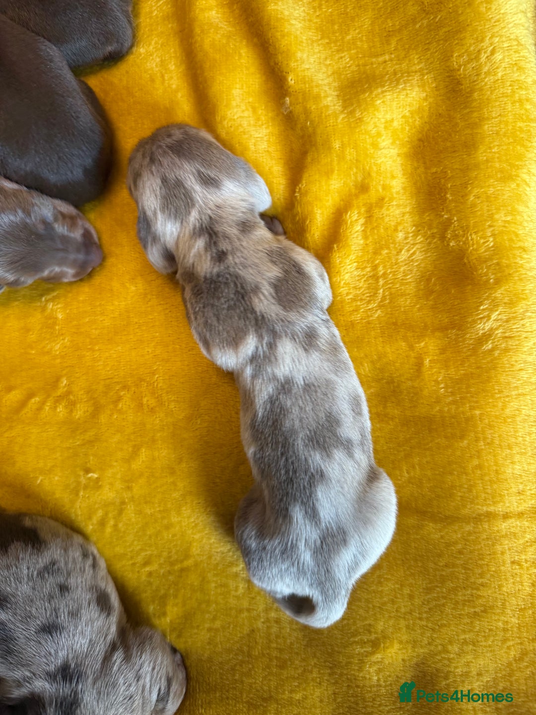 Miniature Dachshund dogs for sale: ❤️🐶 Miniature dachshund puppies 🐶❤️ - Image 6