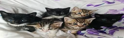 Mixed Breed cats for sale: Adorable & Playful Kittens Raised with Kids  - Advert 7