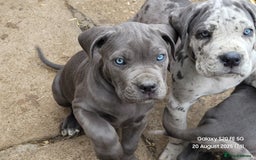 Cane Corso dogs for sale: Look 👀 absolutely stunning cane corso. - Image 5