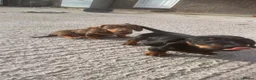 Miniature Dachshund dogs for sale: Miniature Dachshund  in Dungannon - Advert 16