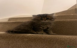 Persian cats for sale: 2 beautiful Persian kittens available from today  - Image 4