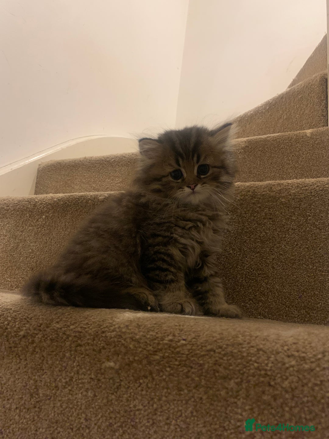 Persian cats for sale: 2 beautiful Persian kittens available from today  - Image 4