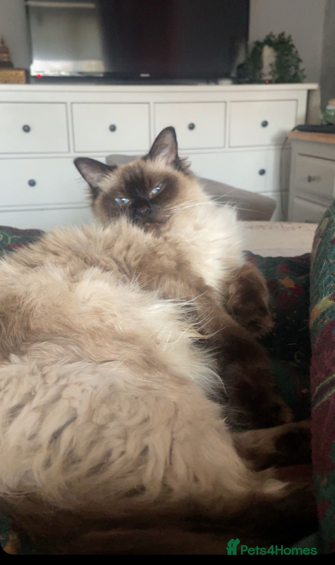 Ragdoll cats Beautiful Ragdoll × British Shorthair Kittens - Advert 3