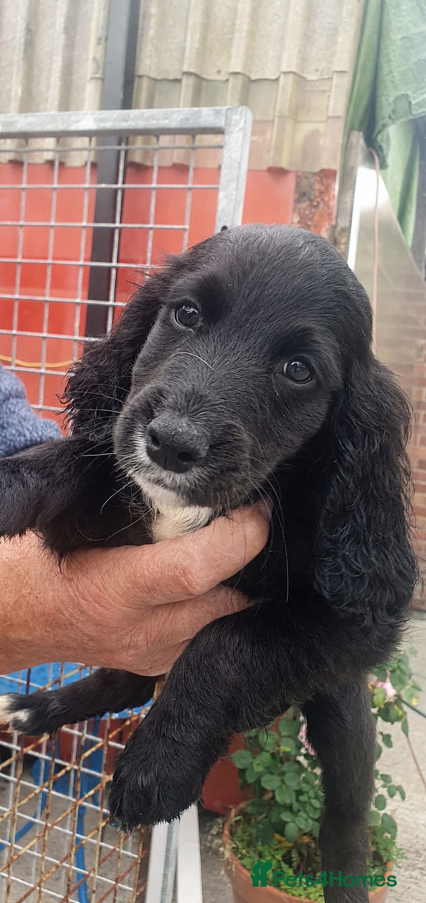 Cocker Spaniel dogs Beautiful Cocker Spaniel Puppies - Advert 3