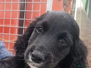 Cocker Spaniel dogs Beautiful Cocker Spaniel Puppies - Advert 3