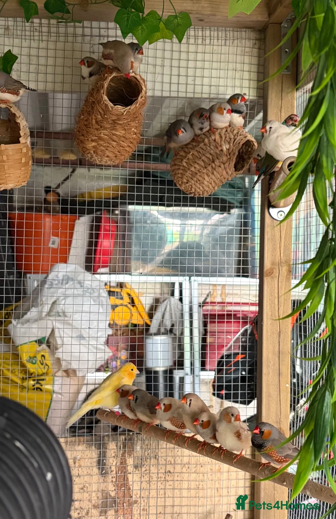 Finches birds for sale: Finches  - Advert 2
