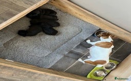 Patterjack dogs for sale: Patterdale Cross Jack Russells - Image 6