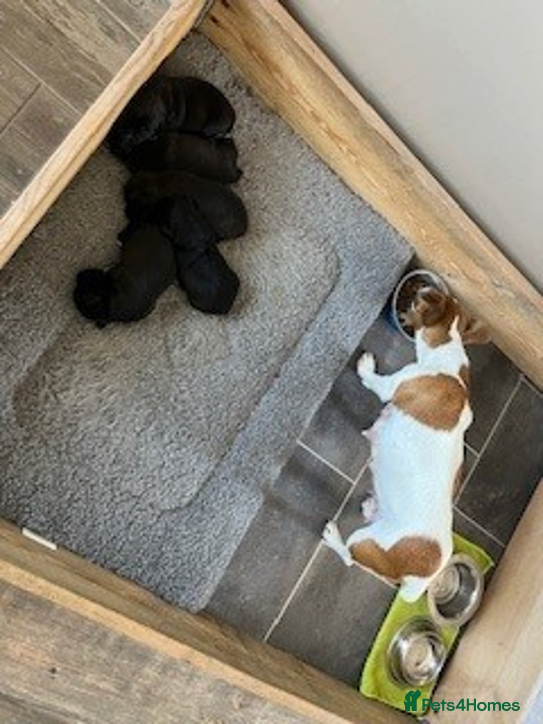 Patterjack dogs for sale: Patterdale Cross Jack Russells - Image 6