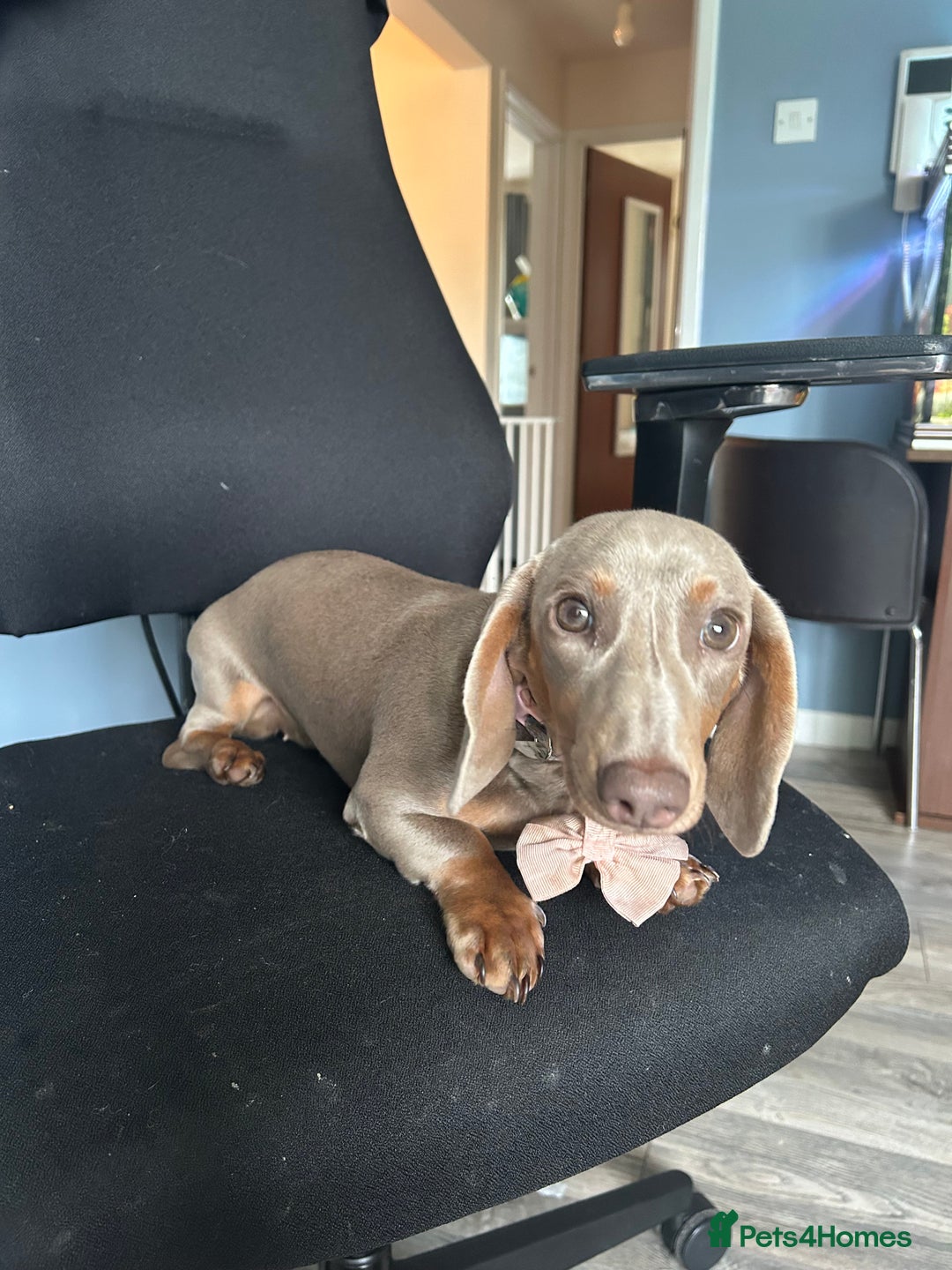 Dachshund dogs for sale: Mini dachshund - Image 5