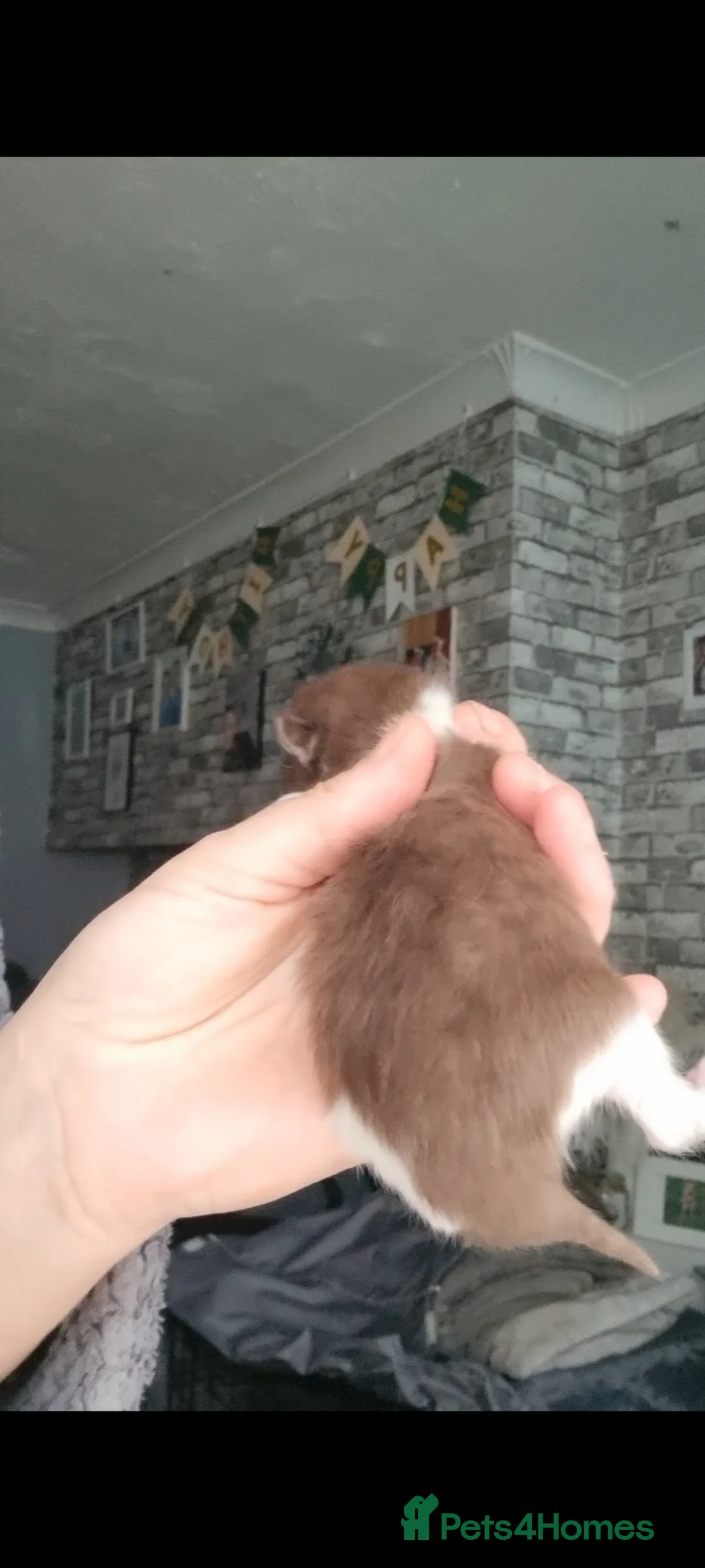 British Shorthair cats for sale: Full pedigree British shorthairs kitten's  - Advert 14