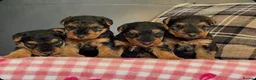 Welsh Terrier dogs for sale: STUNNING WELSH TERRIER PUPPIES AVAILABLE  - Advert 8