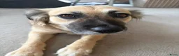Mixed Breed dogs for adoption: Meet Honey, currently residing in Essex in Clacton-on-Sea - Advert 7