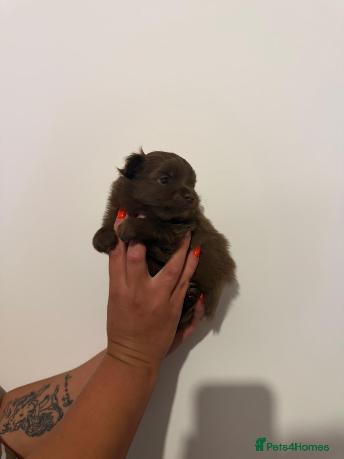 Pomeranian dogs for sale: Adorable Pomerania puppies  - Advert 3