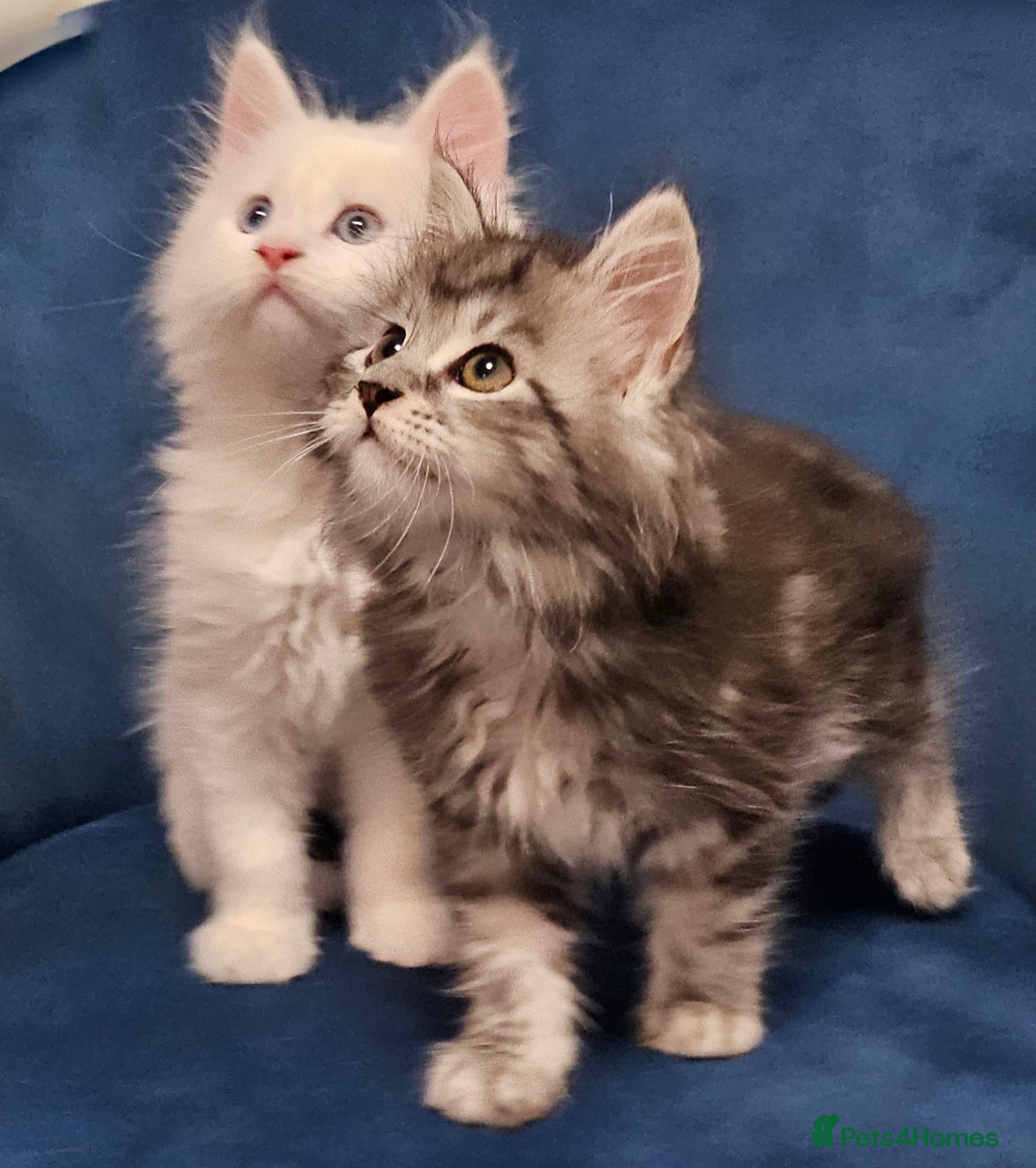 Maine Coon cats 3 Maine Coon kittens, 1 girl, 2 boys - Advert 1