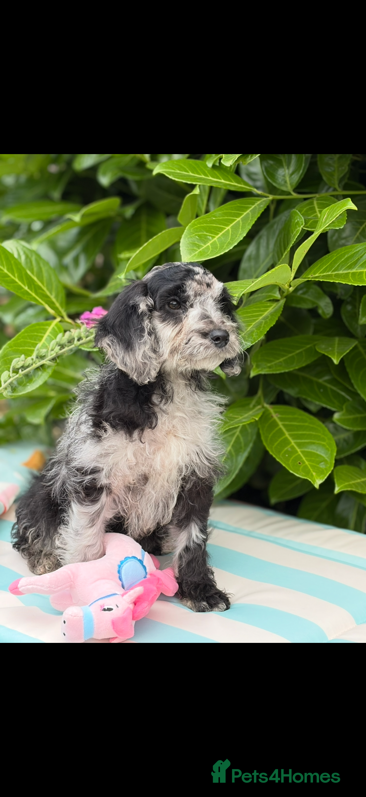 Cockapoo dogs 🌸 READY NOW SHOW QUALITY TOY F1 COCKERPOOS 🌸 - Advert 2