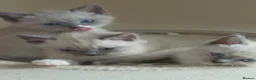 Ragdoll cats for sale: 3 beautiful blue mitted ragdoll BSH kittens  - Advert 9