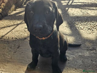 Labrador Retriever dogs Last 2 boys remaining - Advert 12