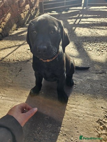 Labrador Retriever dogs Last 2 boys remaining - Advert 15