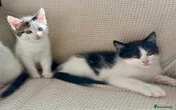 Mixed Breed cats for sale: White and tabby/white and black kittens - Image 4