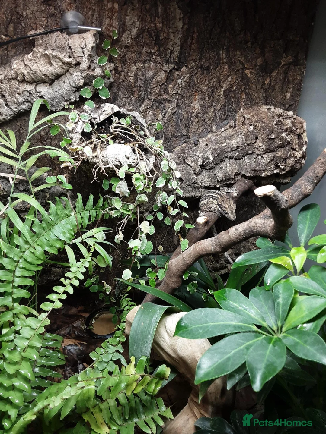 Gecko reptiles for sale: Gecko  in Sherborne - Advert 2