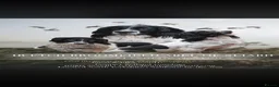 English Springer Spaniel dogs for sale: IrFtch sired springer spaniel puppies  - Advert 3
