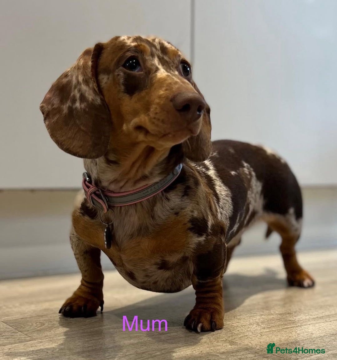 Miniature Dachshund dogs for sale: ⭐️🦋⭐️MINI MINIATURE DACHSHUNDS READY NOW ⭐️🦋⭐️ - Image 9