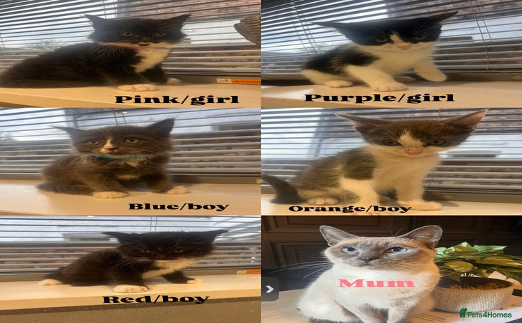 Ragdoll cats - Advert 1