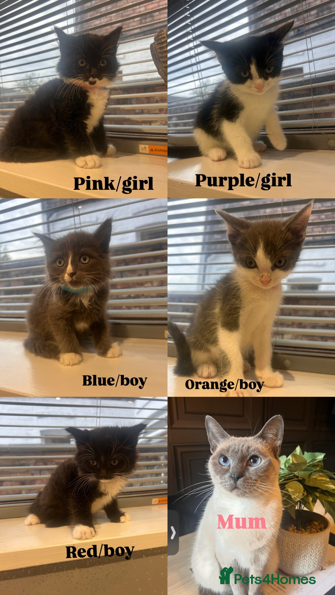 Ragdoll cats for sale: OPEN TO OFFERS!BEAUTIFUL RAGDOLL X SIAMESE KITTENS - Image 1