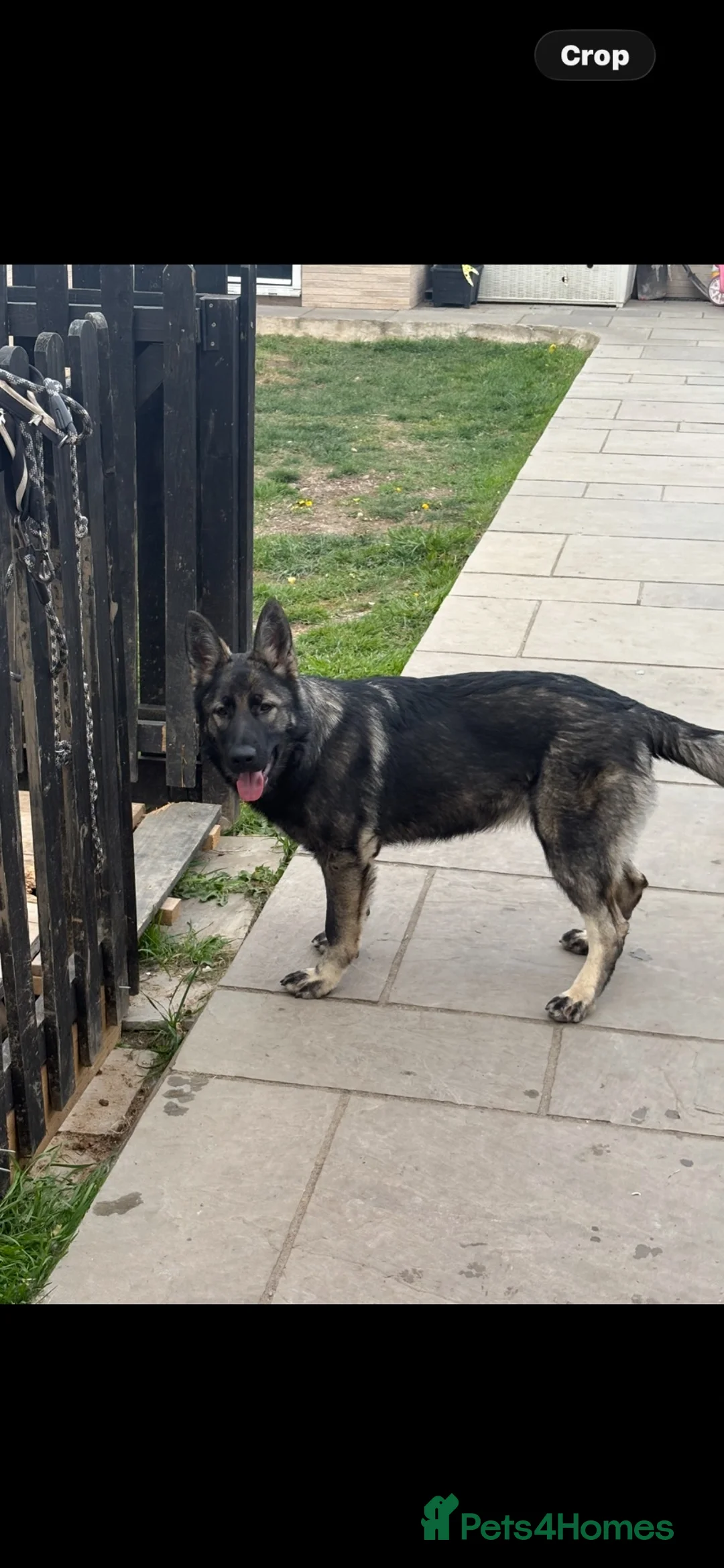 German Shepherd dogs for sale: German shepherd puppies 10 month old girls  in Rochford - Advert 2