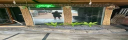 Monitor reptiles for sale: Reptile rescue  - Advert 3