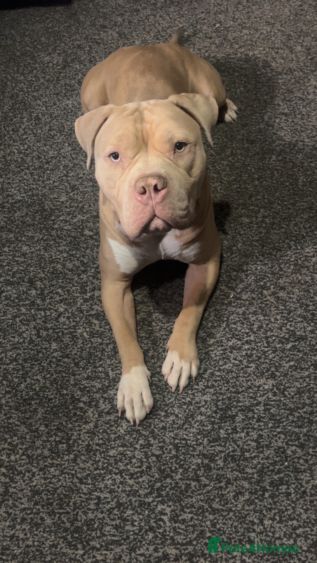 Mixed Breed dogs Pocket bully mix in need of rehoming  - Advert 1