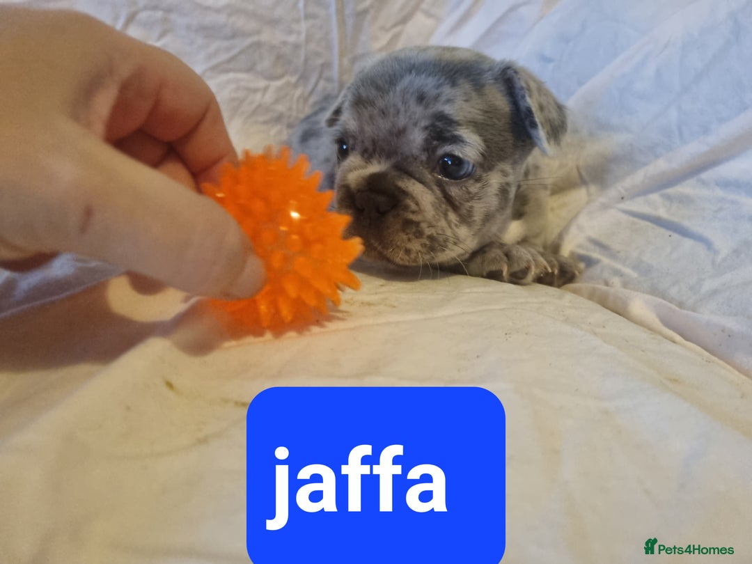 French Bulldog dogs for sale: Stunning litter of merle frenchies - Advert 19