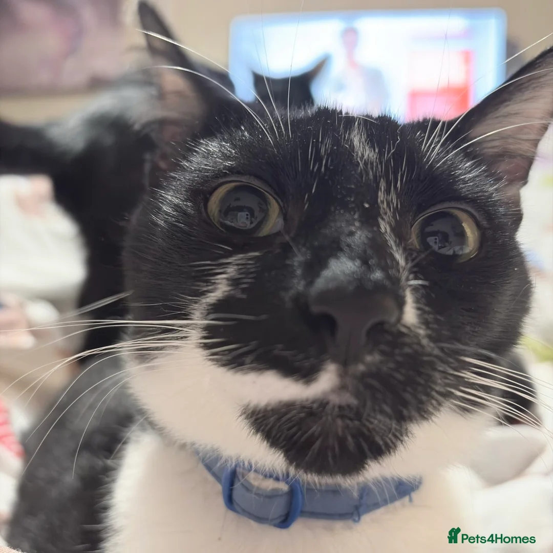 Bombay cats for sale: Cats in need of loving home  - Advert 2