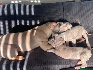 American Bully dogs - Advert 1