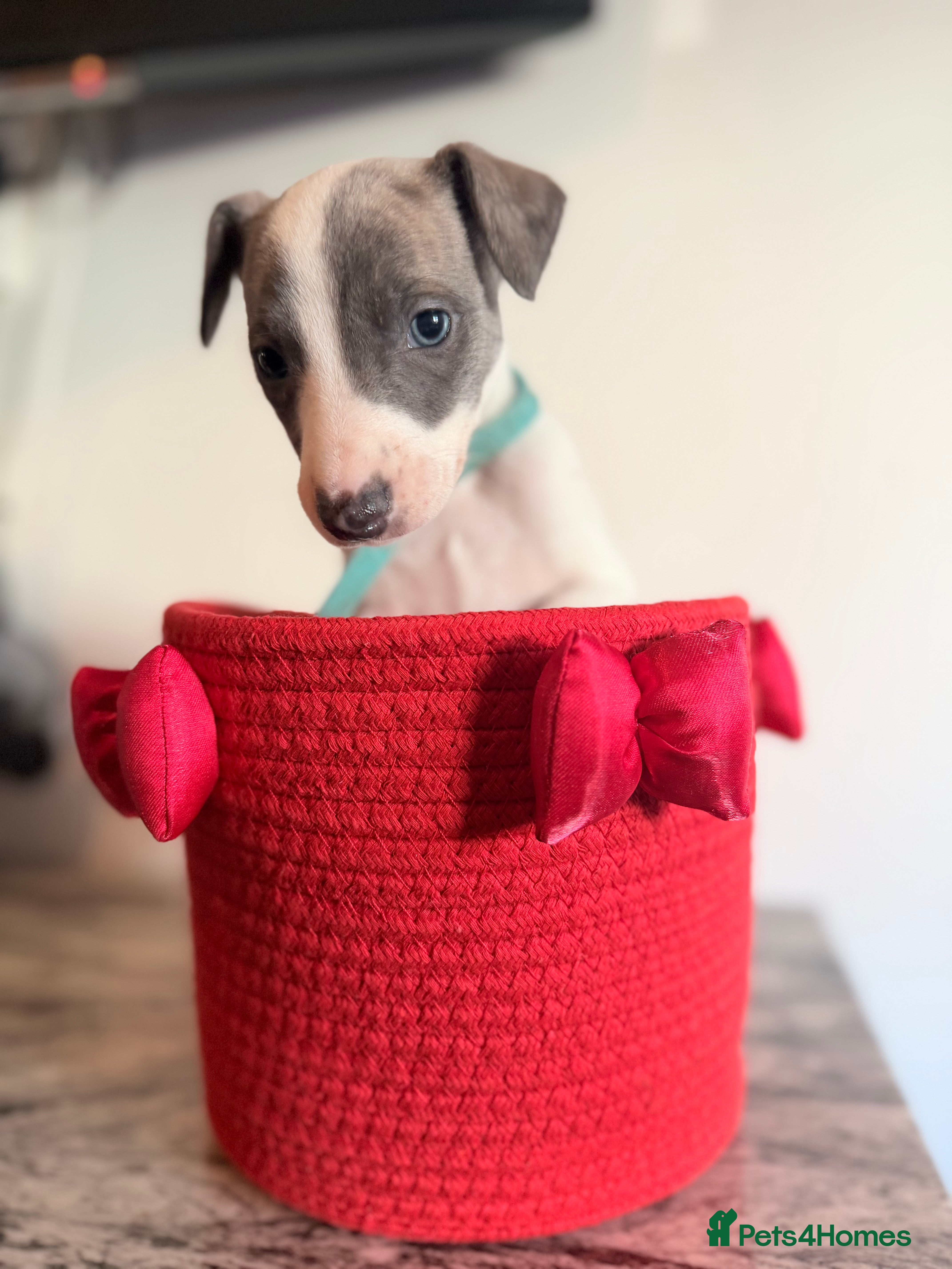 Whippet dogs Beautiful pedigree whippets ONLY BOYS LEFT  - Advert 9