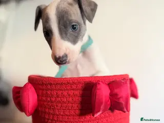 Whippet dogs Beautiful pedigree whippets ONLY BOYS LEFT - Advert 9