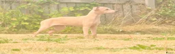Italian Greyhound dogs for sale: Italian Greyhound KC  – Blue Girl & Fawn Boys - Advert 11