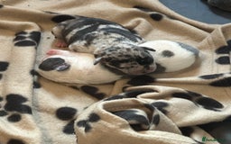 Mixed Breed dogs for sale: American bull staff puppies  - Image 9