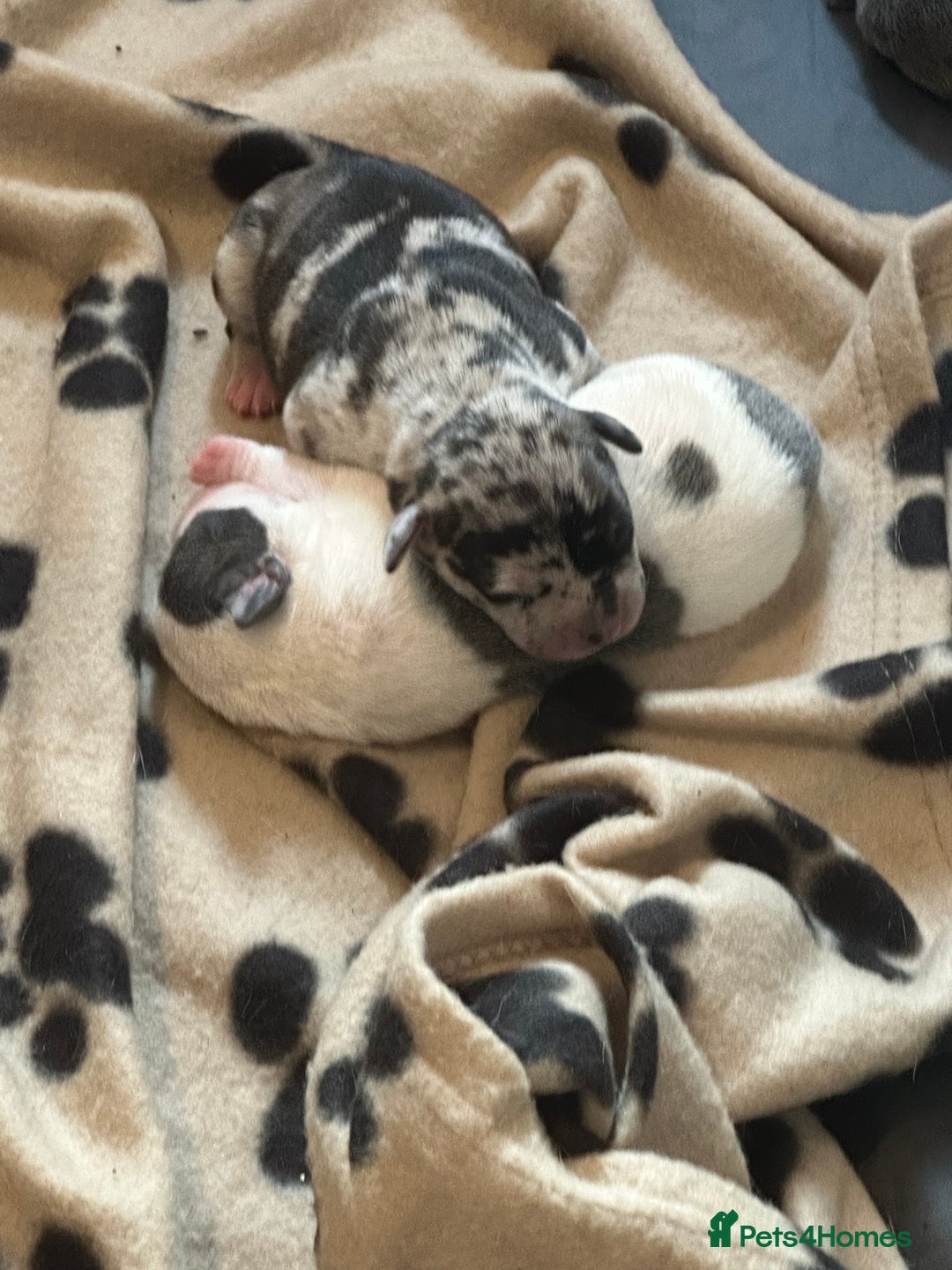 Mixed Breed dogs for sale: American bull staff puppies  - Image 9