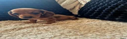 Dachshund dogs for sale: Kc dachshund puppies! - Advert 14