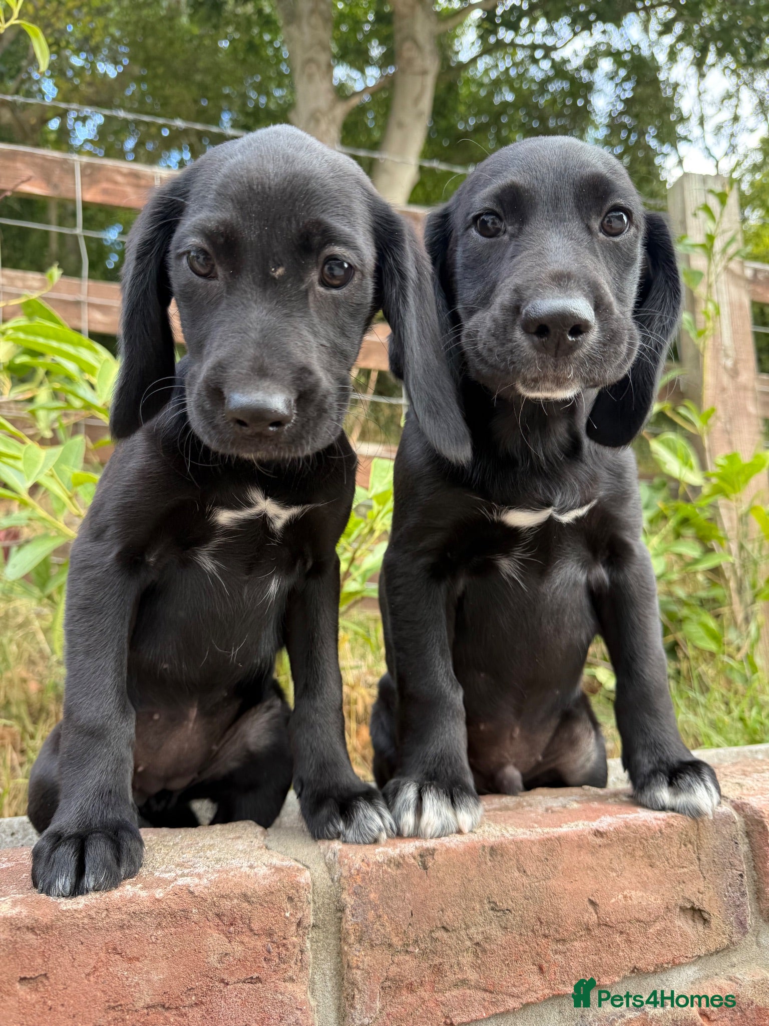Cockerdor dogs Cockerdor puppies Labrador X Cocker Spaniel  - Advert 2