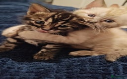 Bengal cats for sale: Kittens for sale  - Image 1