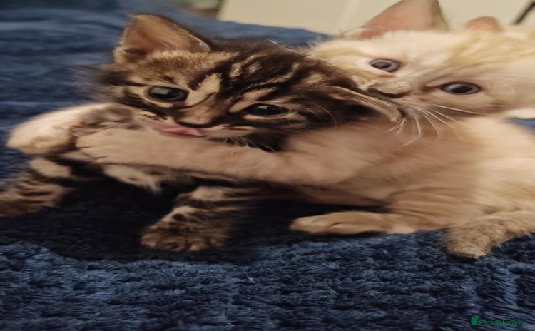 Bengal cats - Advert 8