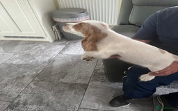 Cocker Spaniel dogs for sale: OUT STANDING  GORGEOUS SHOW TYPE COCKER SPANIEL  - Image 27