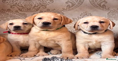 Labrador Retriever dogs - Advert 9