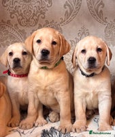 Labrador Retriever dogs - Advert 9