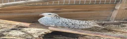 Quail poultry for sale: Snowflake bobwhite quail bonded breeding pair  - Advert 2