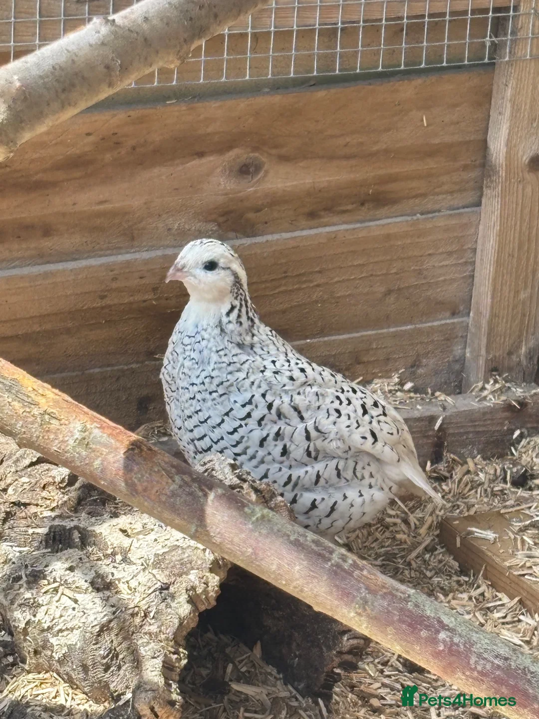 Quail poultry for sale: Snowflake bobwhite quail bonded breeding pair  - Advert 2
